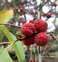 توت چینی